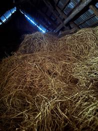 Hö för odling bortskänkes