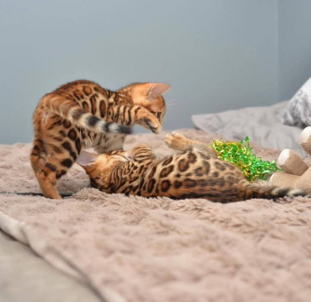 Beautiful Bengal Kittens Available for Loving Homes 