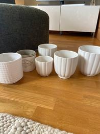 Innekrukor bortskänkes