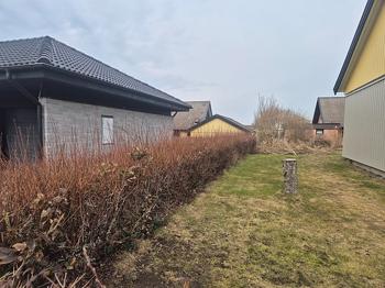 Häck - bukettspirea