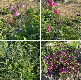 Ängsblommor prästkrage, bergsklint, akleja mm bortskänkes