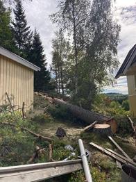 Träd: Tall och sälg, bra som ved eller för finsnickeri