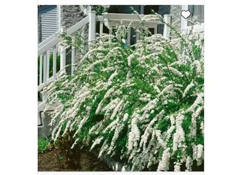 Spirea buskar vita blommor