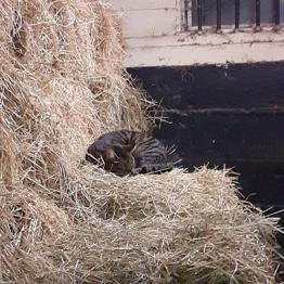 Täckmaterial bortskänkes