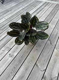 Calathea skänkes – behöver lite kärlek