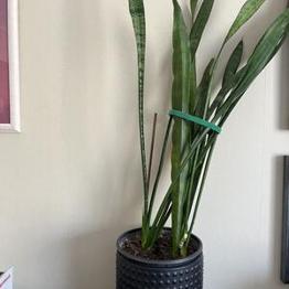 En grönväxt skänkes