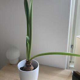 Amaryllis