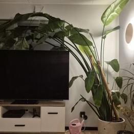 Stor krukväxt 3 m
