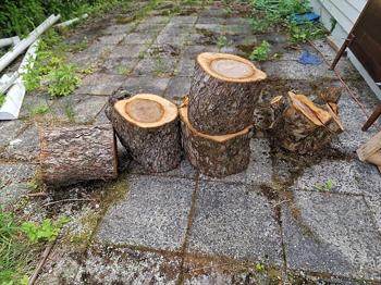 Vedklabbar/stockar av äppelträd bortskänkes