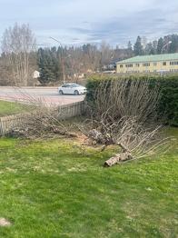 Äppelträd bortskänkes, nedsågat