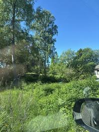 Träd bortskänkes mot nertagning och bortforsling