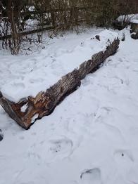 Lärkträd för ved eller plank.