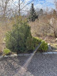 Barrväxter bortskänkes