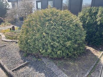 Thujaboll bortskänkes mot uppgrävning