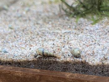 sandsnäckor skänkes