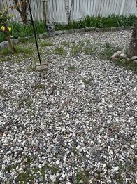 Sjösingel bortskänkes