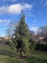 Gran träd utomhus grön