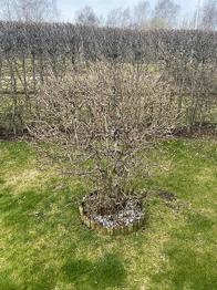 Hassel buske bortskänkes