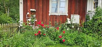 etablerade rosbuskar