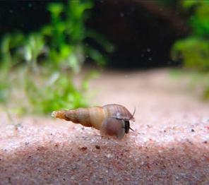 Malaysiska sandsnäckor