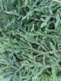 Färskt granris bortskänkes